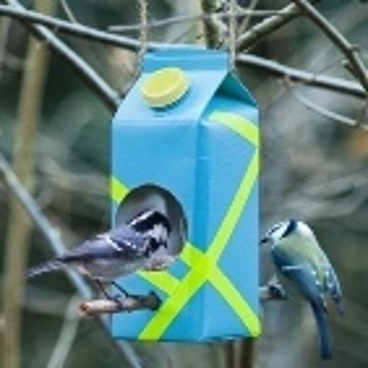 Zwei Meisen am Vogelfutterhaus