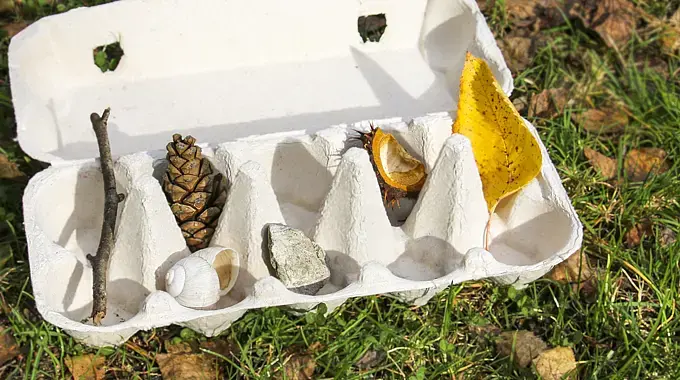 Eine Eierschachtel mit Gegenständen, die in der Natur gesammelt wurden