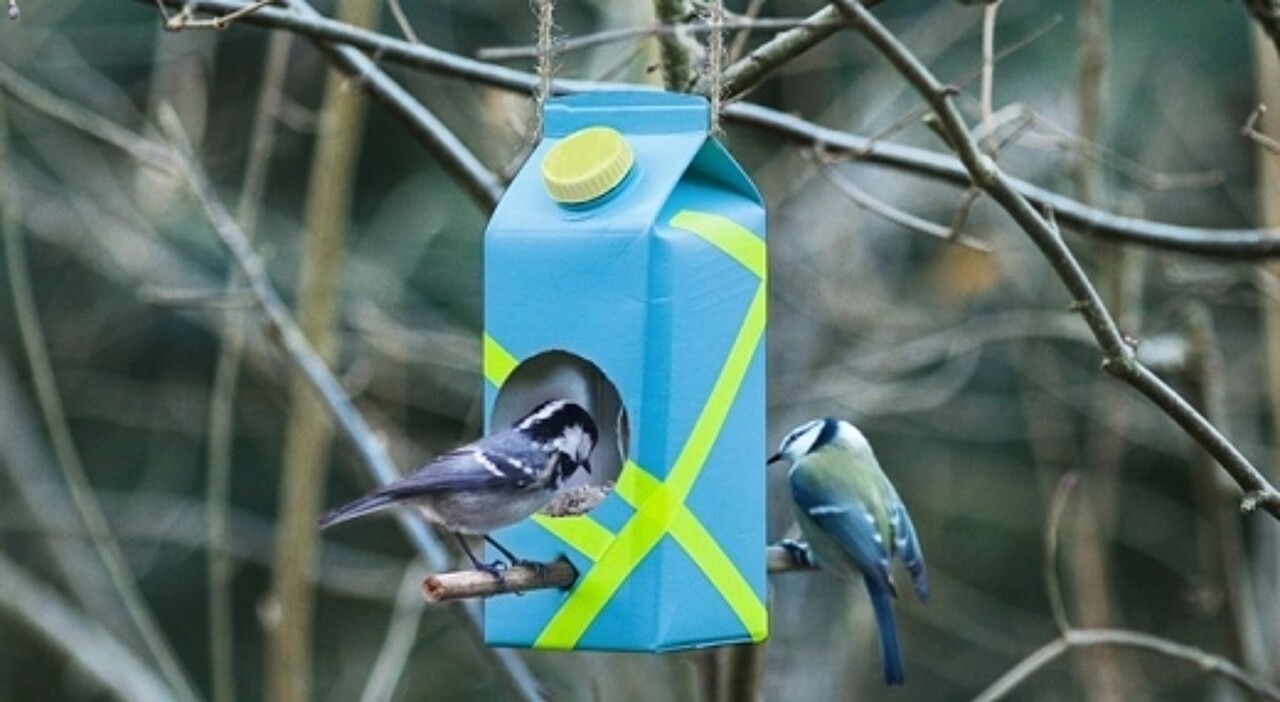 Zwei Meisen am Vogelfutterhaus